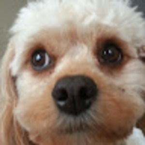 Meet your Posher, Kelli